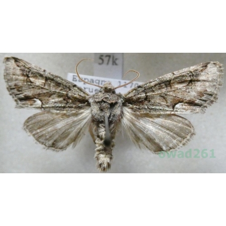 Allophyes alfaroi Agenjo, 1951 Spain57k